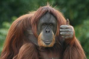 Orangs play charades?