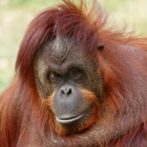Whistling orangutans?