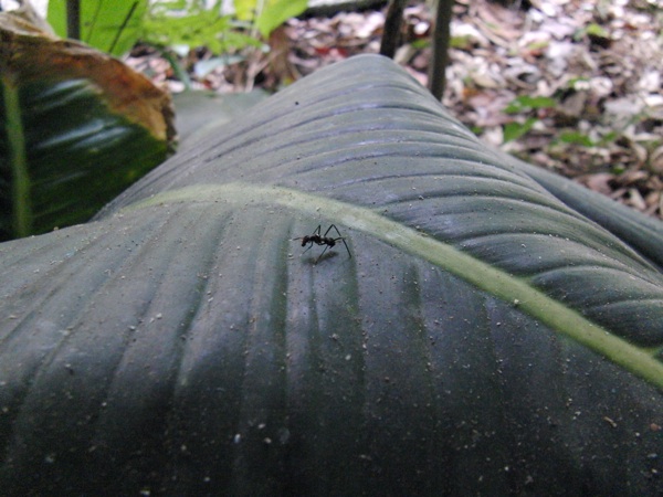 2010 Panama Canal Cruise, part 7