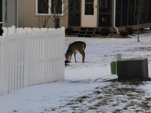 Back yard deer
