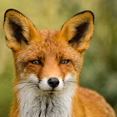 Medary.com – I’m told that I was a fox