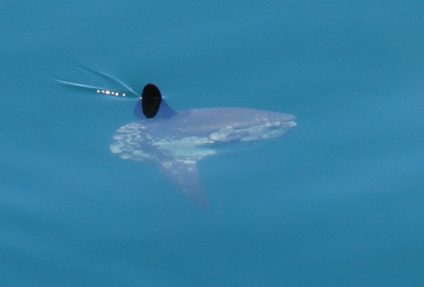 Sunfish in the Baltic